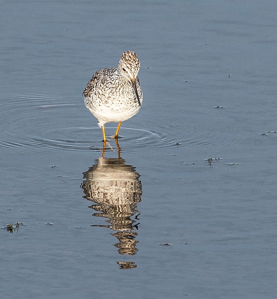 Front View Lesser Yellowlegs, 