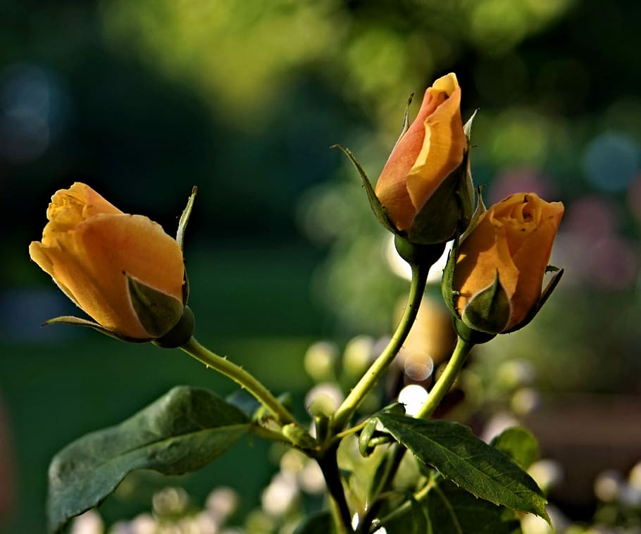 roses, yellow, blossom, bloom, yellow roses, rose bloom, rose blooms HD wallpaper