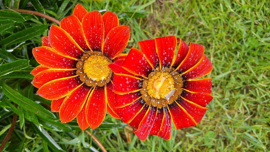 nature, synergy, organic, plant, red, freshness, beauty in nature HD wallpaper