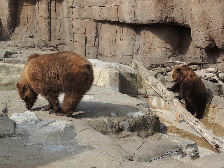alaskan brown bear, zoo, animal, wildlife, animals, outdoors HD wallpaper