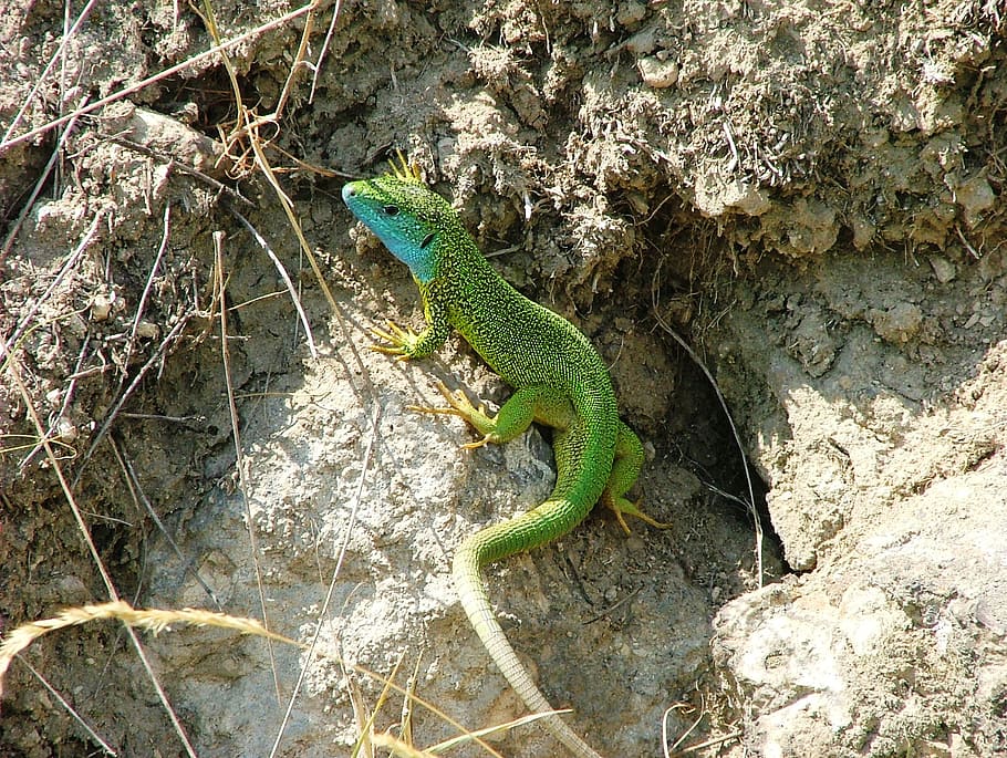lizard, green, animal, reptile, nature, zemplén hills, scales HD wallpaper