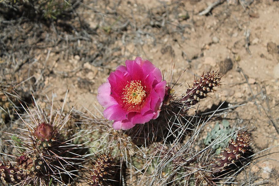 Cactus, Flower, Nature, Botanical, red, desert, cacti, thorn HD wallpaper