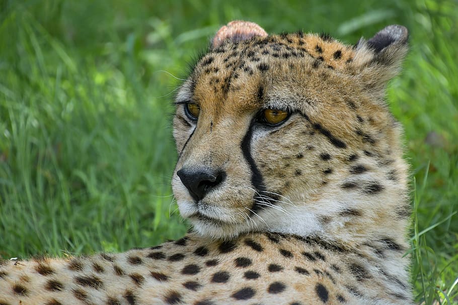 cheetah lying on grass during day, portrait, head, feline, carnivorous HD wallpaper