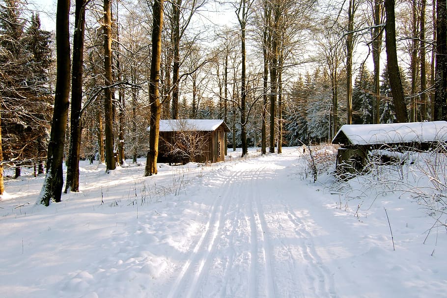winter forest, snow, wintry, resin, trail, snowy, cold temperature HD wallpaper