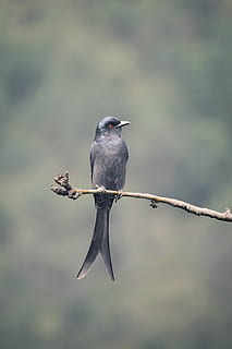 gray bird on top of tree branch during daytime, black bird on brown branch HD wallpaper