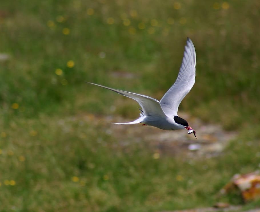flying bird, common tern, predator, prey, fish, wildlife, nature HD wallpaper
