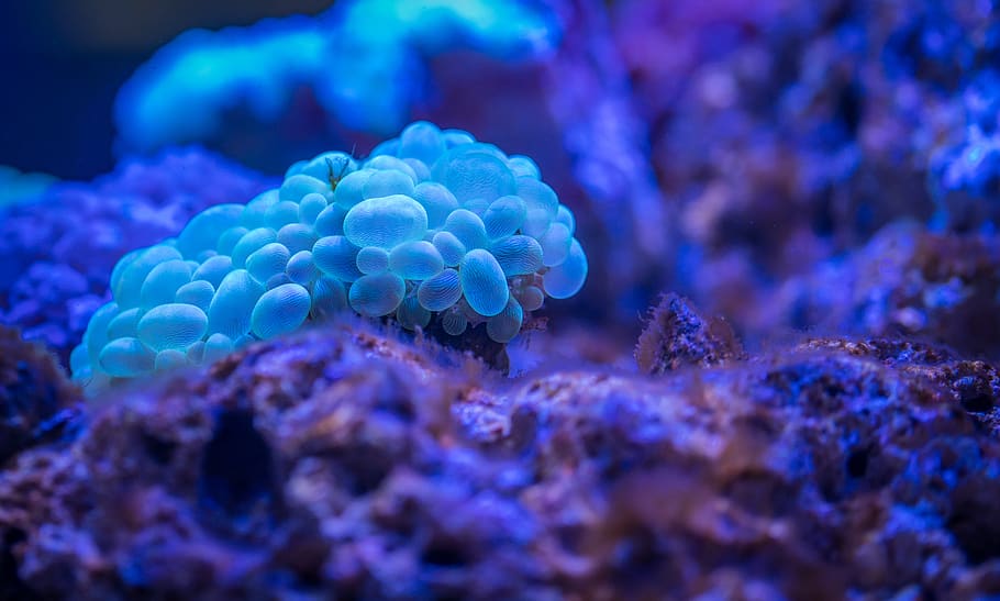 coral, polyp, underwater, animal wildlife, sea, undersea, animal themes HD wallpaper