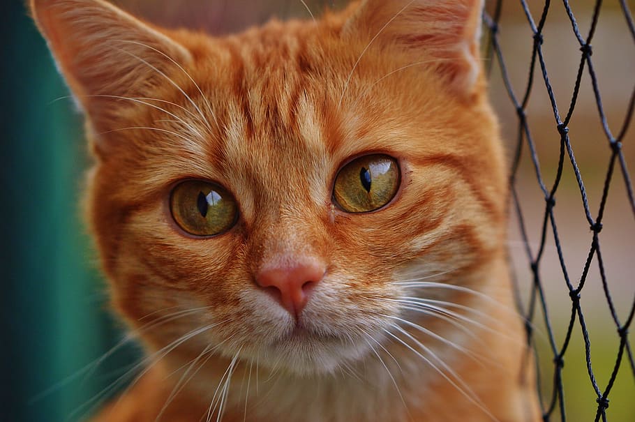 orange Tabby cat, red, cute, mackerel, tiger, sweet, cuddly HD wallpaper
