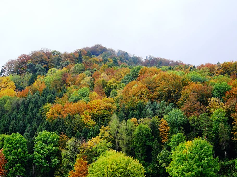 Autumn, Forest, Trees, Nature, autumn forest, fall color, colorful HD wallpaper