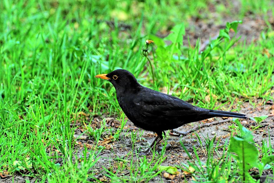 bird, nature, animal, green, ornithology, meadow, pen, wings HD wallpaper