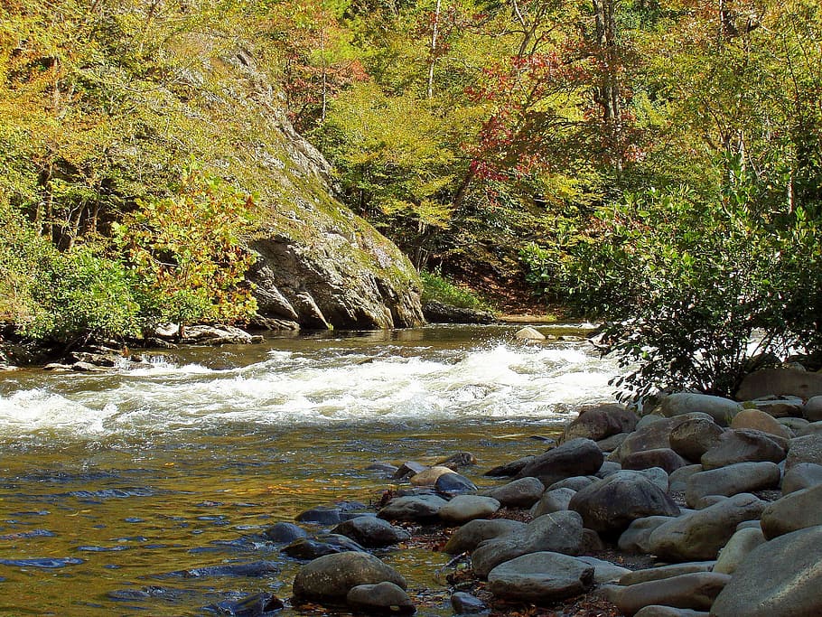 rocky, river, forest, trees, nature, river bed, rapids, water HD wallpaper