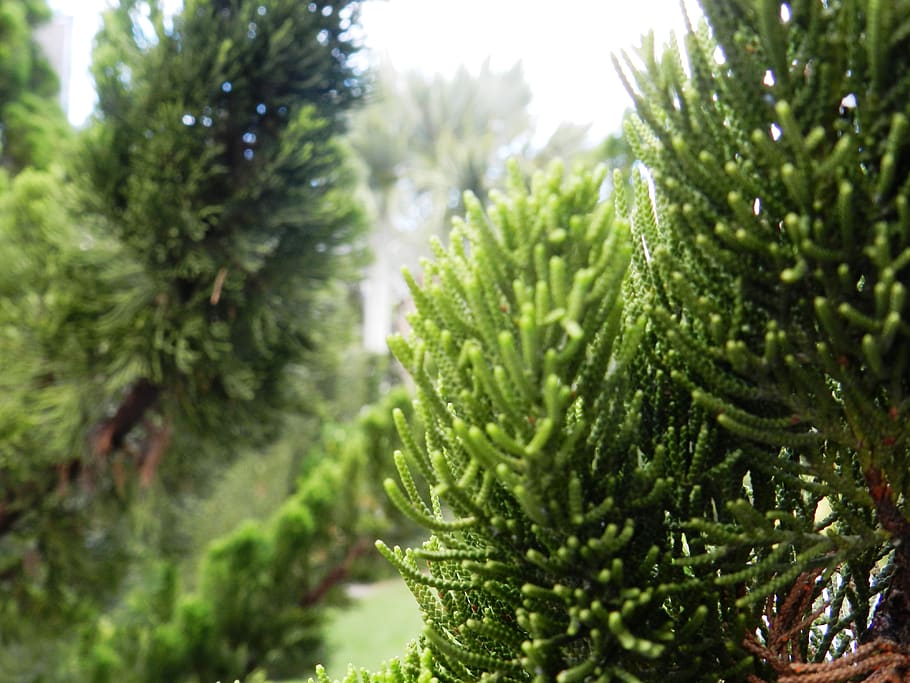 green, plant, leaves, leaf, nature, tree, forest, garden, environment HD wallpaper
