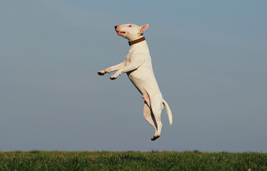 white Bull Terrier jumped, dog, training, joy, fun, dog school HD wallpaper