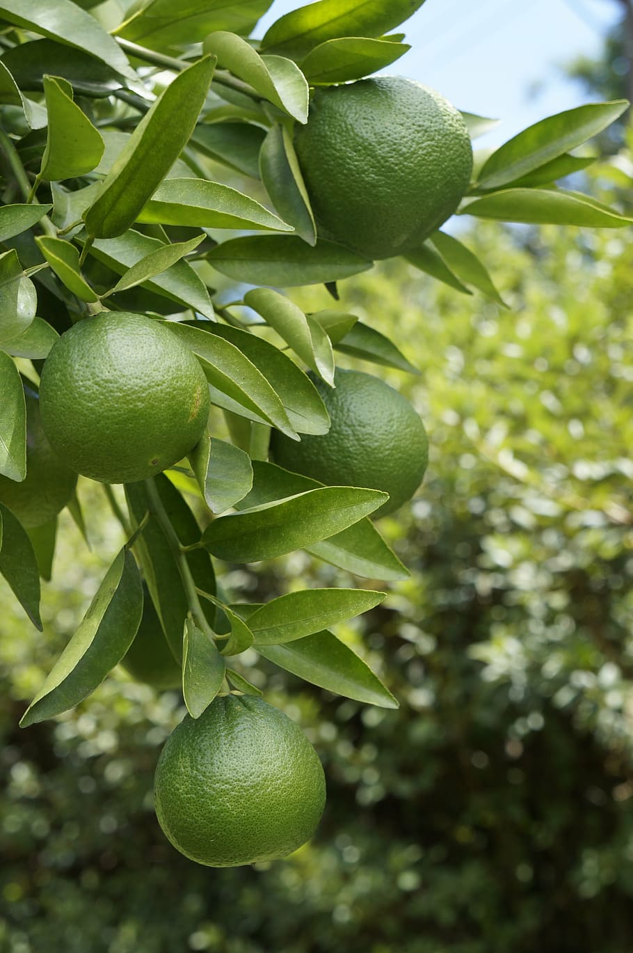 lemon, fruit, growth, food and drink, leaf, green color, tree HD wallpaper