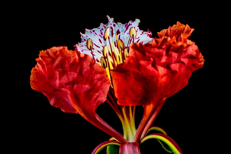 blossom, bloom, red, flowering plant, petal, fragility, beauty in nature HD wallpaper