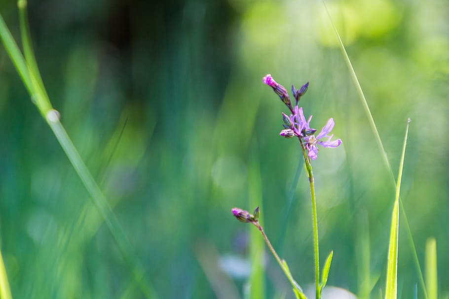 violet, flower, the sun, the sun's rays, wildflower, plant HD wallpaper