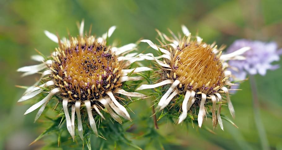 plant, nature, live, flower, flowering plant, close-up, beauty in nature HD wallpaper