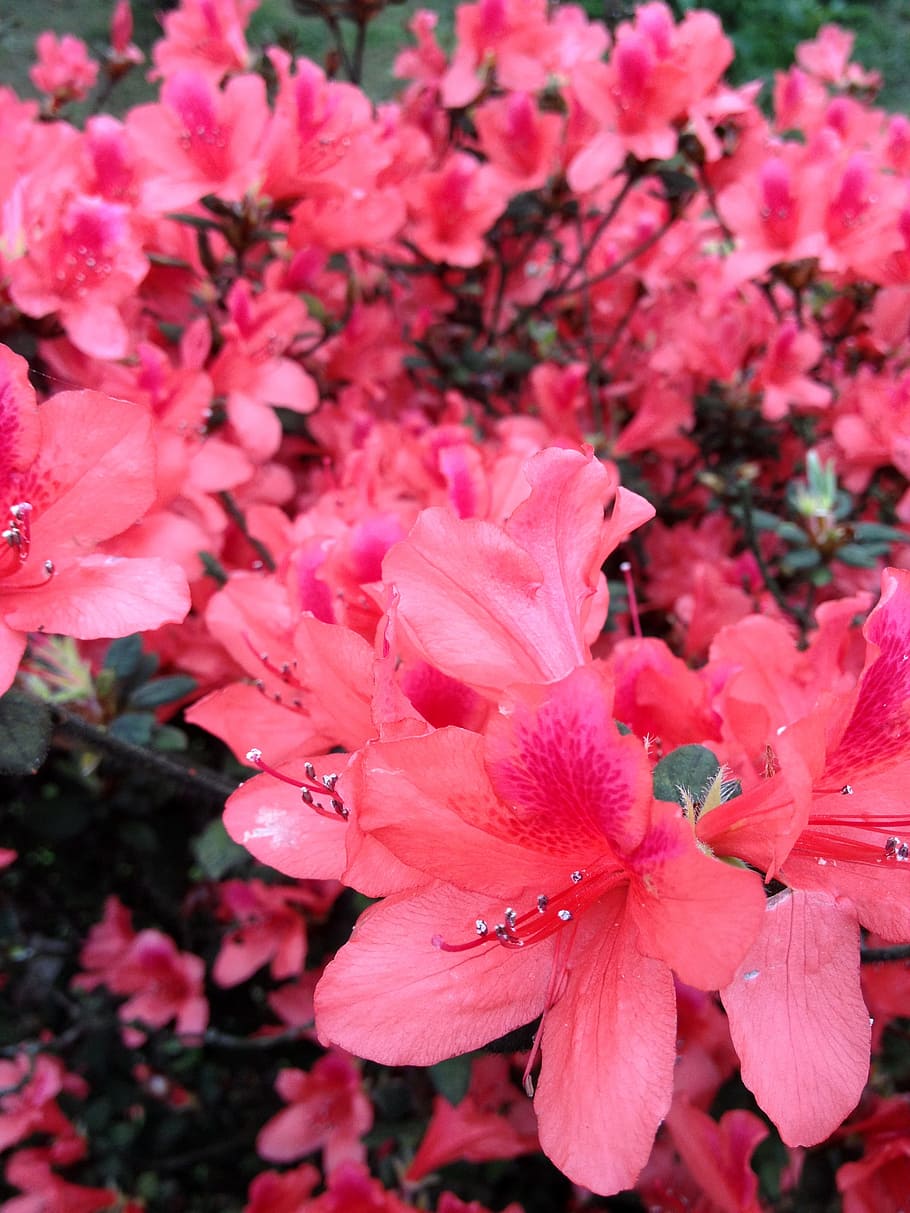 gorgeous beautiful, flowers, flower view, flowering plant, fragility HD wallpaper