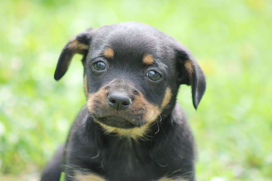 dog, mixture dog, dachshund, one animal, canine, domestic, pets HD wallpaper
