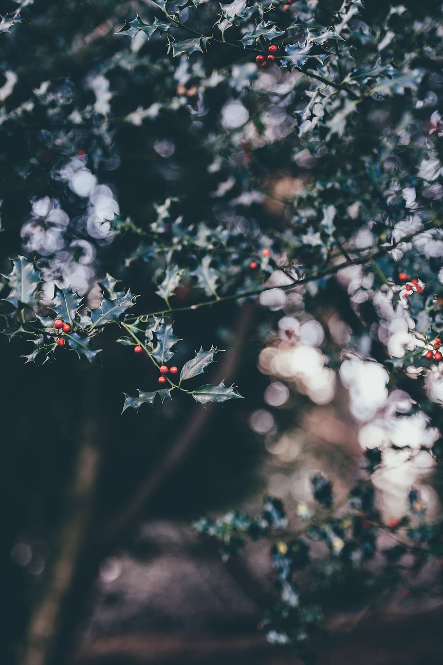 selective focus photography of white and pink petaled flowers, focus photography of tree HD wallpaper