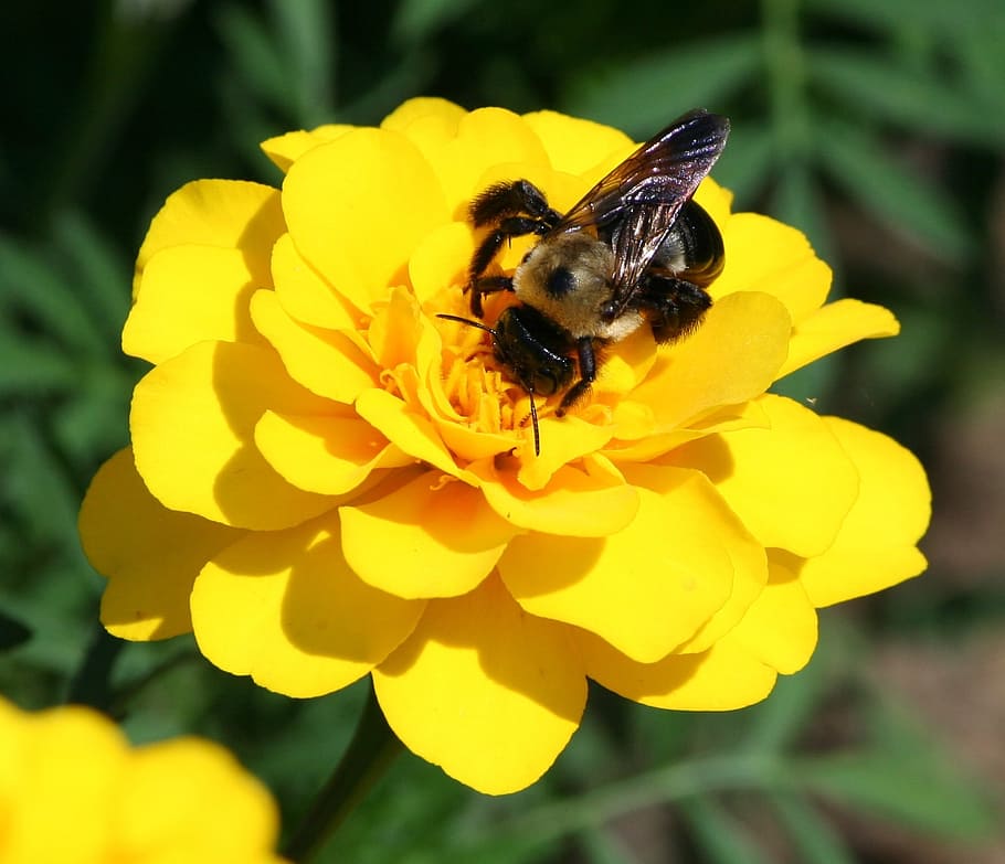 bumble bee, sting, insect, fly, sitting, sucking, flower, yellow HD wallpaper