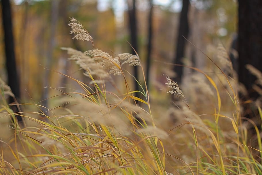Grass, Closeup, Plant, Nature, autumn, growth, no people, day HD wallpaper