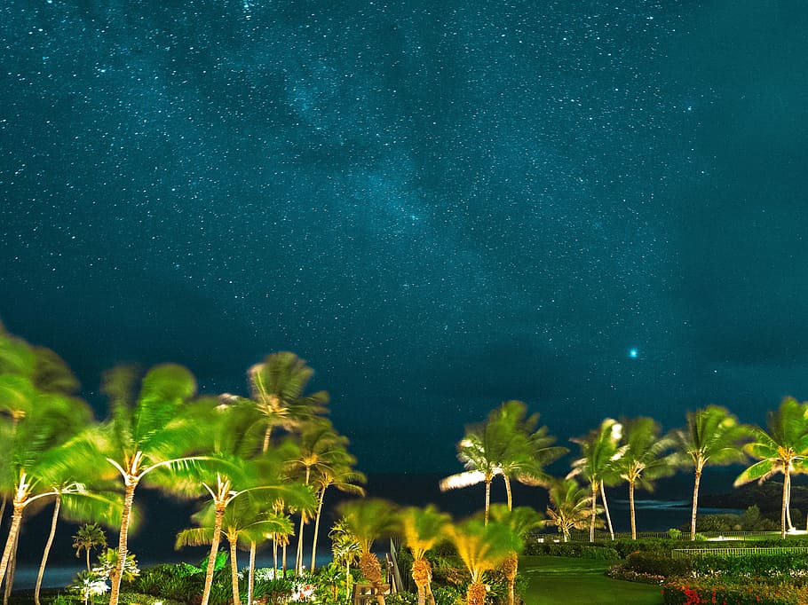photo of green coconut trees, palm trees under starry night, dark HD wallpaper