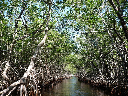 body of water surrounded by trees during daytime, Mangroves HD wallpaper