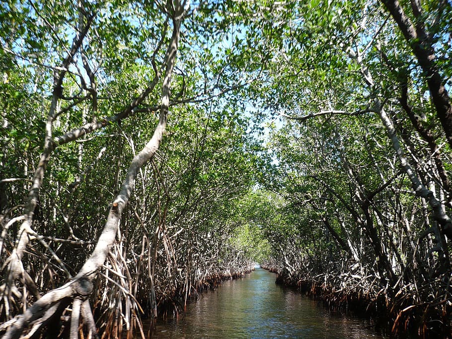 body of water surrounded by trees during daytime, Mangroves HD wallpaper