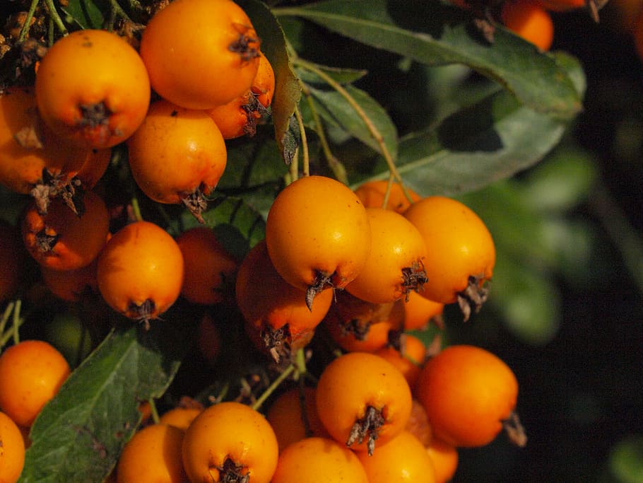 haw, fruit, fruits, berries, sorbus, orange, sorbus aria, food HD wallpaper