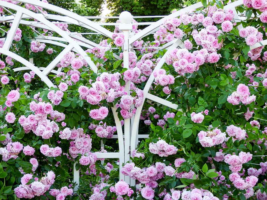 pink petaled flowers, rose, summer, pink roses, rose blooms HD wallpaper