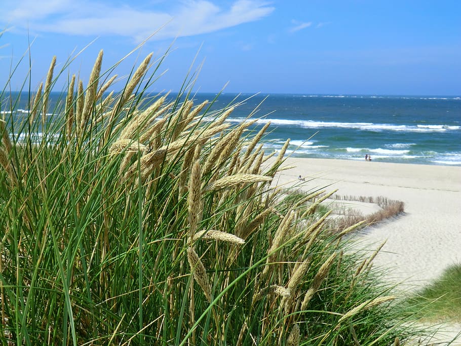 green grass, sylt, beach, germany, north, sand, ocean, island HD wallpaper