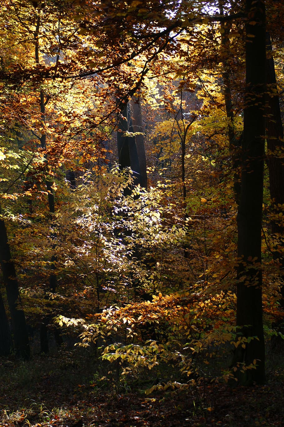 autumn, forest, trees, away, nature, leaves, fall color, fall foliage HD wallpaper