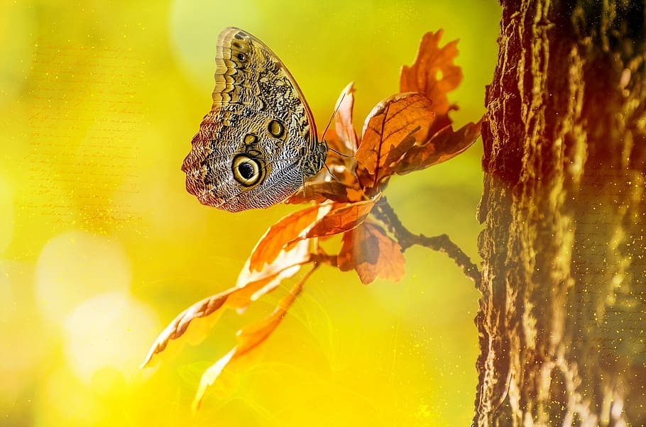 owl butterfly on brown leaf during daytime, tree, bokeh, animal HD wallpaper