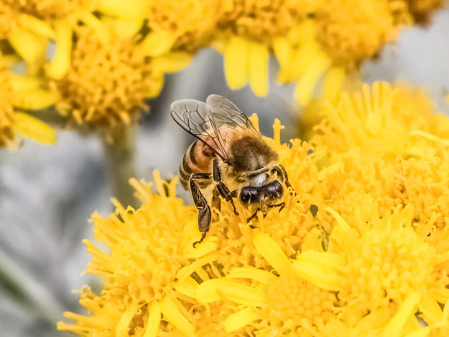 Fertilization, Bee, Flower, Yellow, spring, nature, insect HD wallpaper