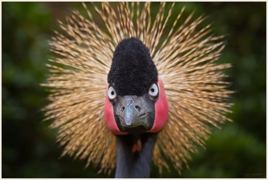 bird, fly, portrait, sky, feather, crane, water bird, animals HD wallpaper