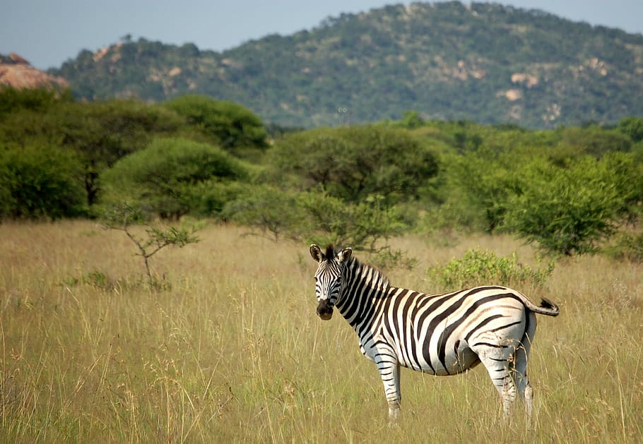 wildlife photography of zebra, zebra standing on grass field HD wallpaper