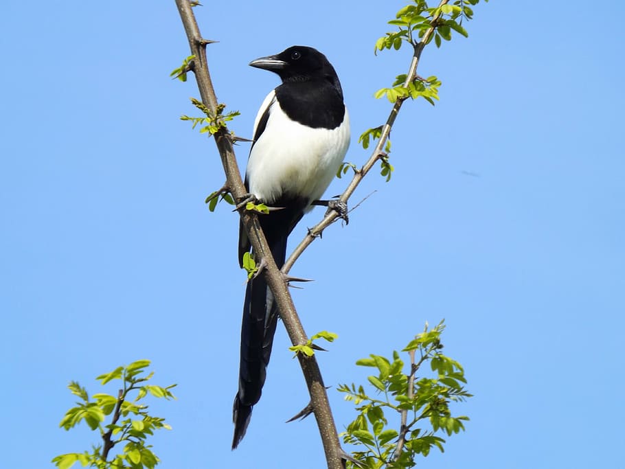 white bird on brown tree branch, birds, magpie, black, animal themes HD wallpaper