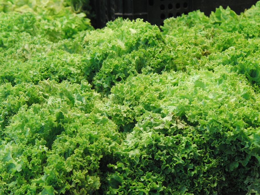 lettuce, escarole, green, vegetables, green color, food and drink HD wallpaper