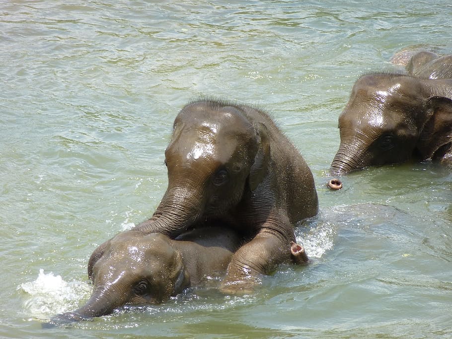elephants soaked in body of water during daytime, Young, Sri Lanka HD wallpaper