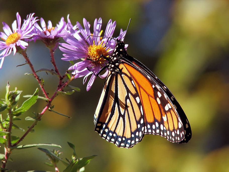 monarch butterfly perched on purple flower, butterflies, insect HD wallpaper