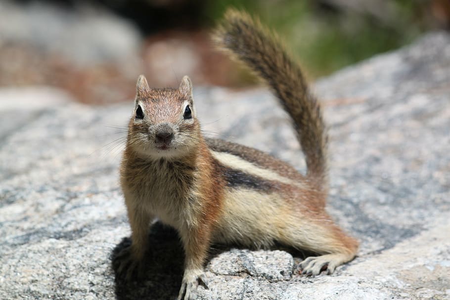 HD wallpaper: squirrel, nature, colorado, rodent, animal, mammal ...