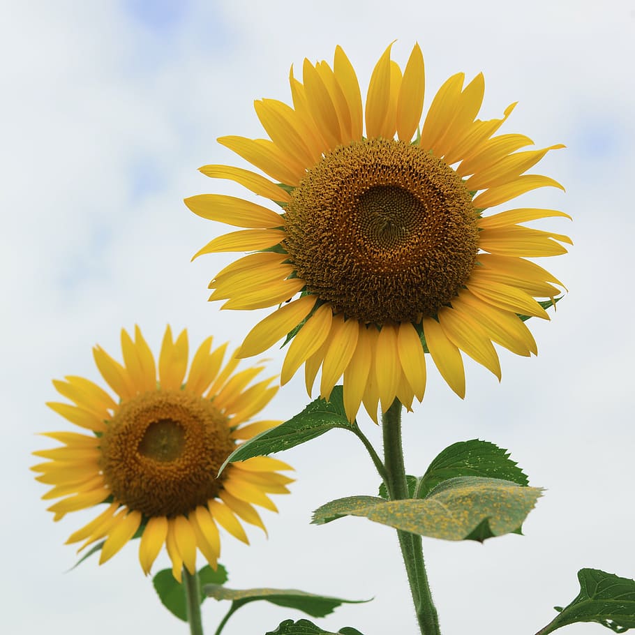 sunflower, summer flowers, flowering plant, flower head, freshness HD wallpaper
