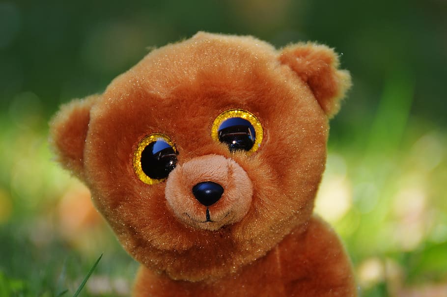 stuffed bear eyes