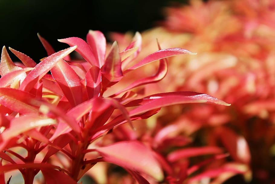 bush, leaves, plant, red, close, mood, spring, botany, garden HD wallpaper