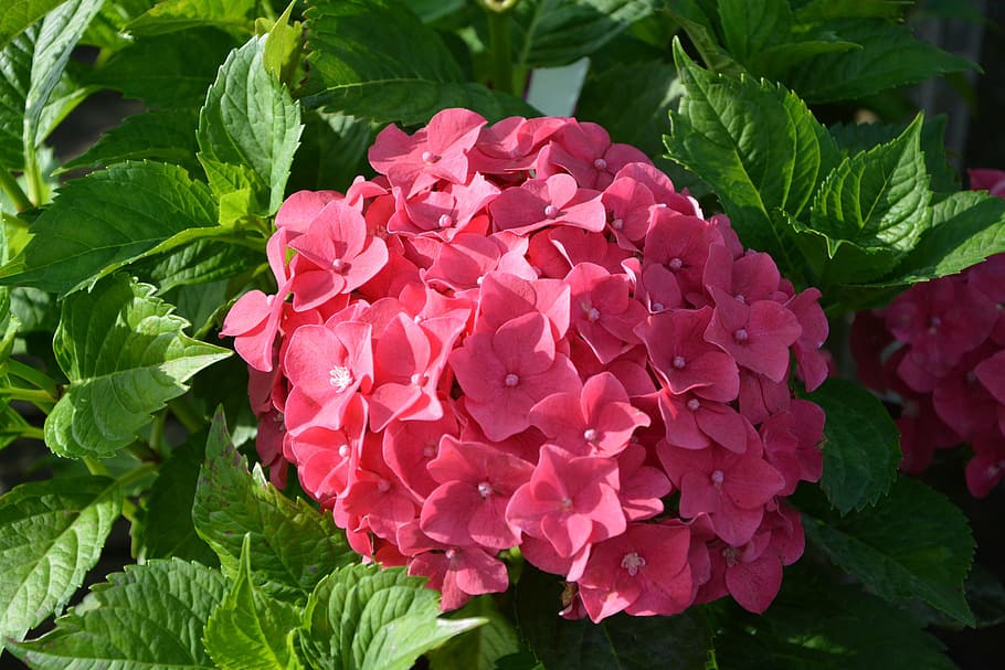 plant, hydrangea red, flower, nature, green leaf, summer flowers HD wallpaper