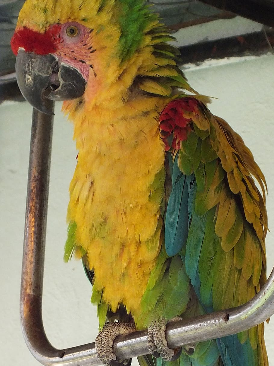 macaw, yellow, green, animal, ave, nature, parrot, bird, vertebrate HD wallpaper