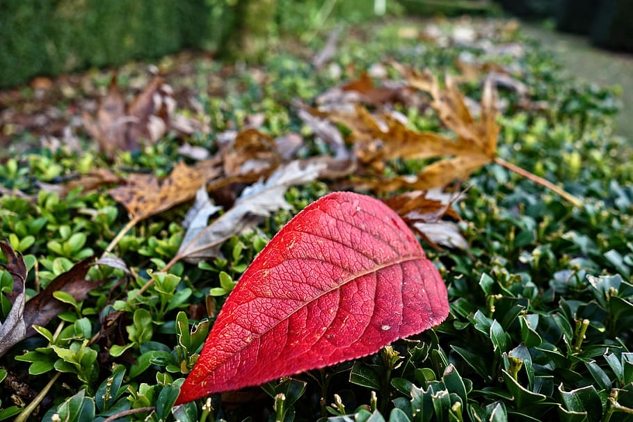 autumn leaf, fallen leaf, veins, red leaf, seasonal, november HD wallpaper
