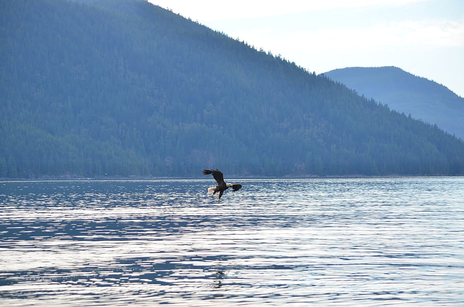 eagle, soaring, flying, fishing, bald eagle, british columbia HD wallpaper