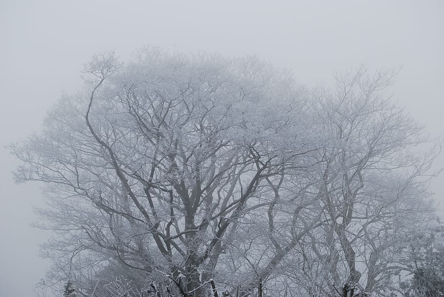 tree, fog, frost, england, lincolnshire, snow, mist, foggy HD wallpaper